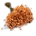 Glixia suszona (Gliksja, Comanthera) | ok. 800 szt. | brzoskwiniowa