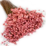 Glixia suszona (Gliksja, Comanthera) | ok. 800 szt. | różowa