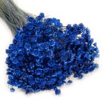 Glixia suszona (Gliksja, Comanthera) | ok. 800 szt. | granatowa