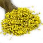 Glixia suszona (Gliksja, Comanthera) | ok. 800 szt. | żółta