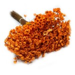 Glixia suszona (Gliksja, Comanthera) | ok. 800 szt. | pomarańczowa