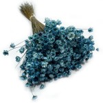 Glixia suszona (Gliksja, Comanthera) | ok. 800 szt. | niebieska