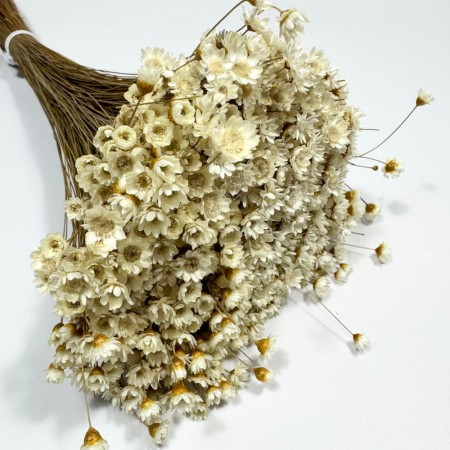 Glixia naturalna suszona.jpg