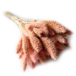 Włośnica Setaria suszona | różowa | 100 g