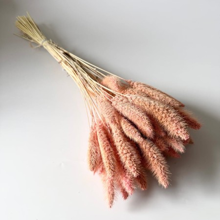 Włośnica setaria suszona jasny róż