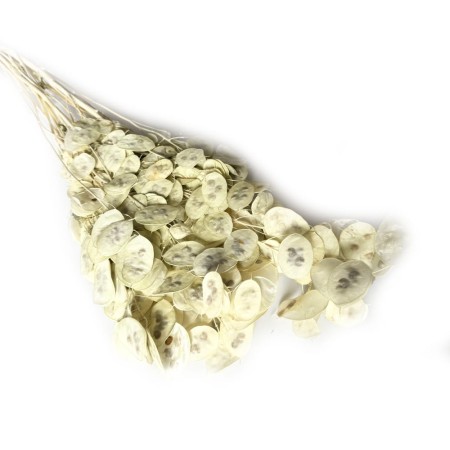 Lunaria biała