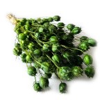 Czarnuszka suszona | zielona | ok. 80 g