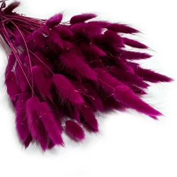 Dmuszek jajowaty (Lagurus) suszony | ciemna fuksja | ok. 150 szt. | 60 cm