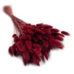 Dmuszek jajowaty (Lagurus) suszony | bordowy | ok. 150 szt. | 60 cm