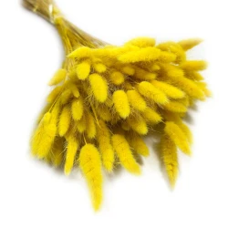 Dmuszek jajowaty (Lagurus) suszony | żółty | ok. 150 szt. | 60 cm