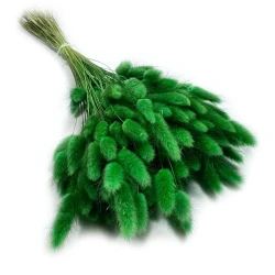 Dmuszek jajowaty (Lagurus) suszony | zielony | ok. 150 szt. | 60 cm