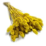 Kanar (Phalaris) suszony | żółty | ok. 100 szt. | 60 cm