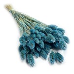 Kanar (Phalaris) suszony | niebieski | ok. 100 szt. | 60 cm
