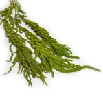 Amarantus stabilizowany szarłat | jasnozielony | 1 gałązka | 40-60 cm