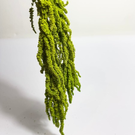 Amarantus stabilizowany jasnozielony długi