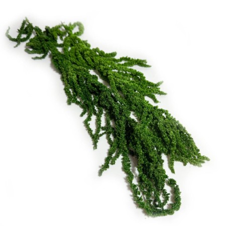 Amarantus stabilizowany zielony