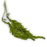 Amarantus stabilizowany szarłat | jasnozielony | 1 gałązka | 20-40 cm