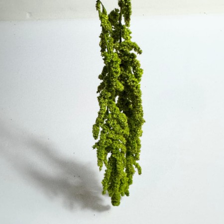 Amarantus krótki jasnozielony stabilizowany