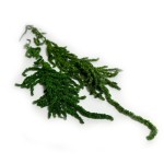 Amarantus stabilizowany szarłat | zielony | 1 gałązka | 20-40 cm