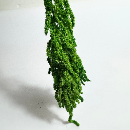 Amarantus krótki zielony stabilizowany