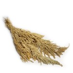 Amarantus stabilizowany szarłat | kremowy | pęczek | 20-50 cm