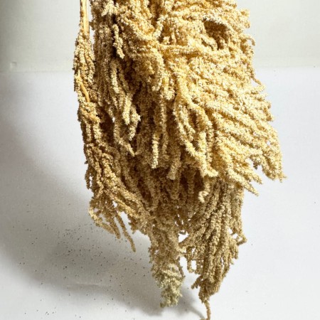 Amarantus stabilizowany kremowy pęczek