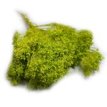Broom Bloom suszony | jasnozielony | ok. 100 g
