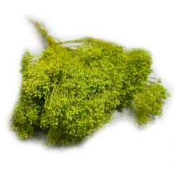Broom Bloom suszony | jasnozielony | ok. 100 g