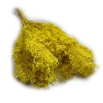 Broom Bloom suszony | żółty | ok. 100 g