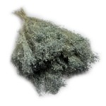 Broom Bloom suszony | szary | ok. 100 g
