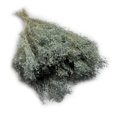 Broom Bloom szary
