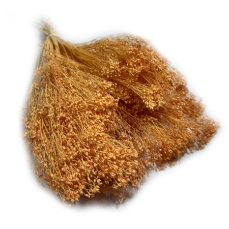 Broom Bloom pomarańczowy