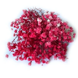 Gipsówka stabilizowana | 50 g | czerwona | PREMIUM