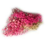 Gipsówka stabilizowana | 100 g | fuksja, różowy, kremowy | PREMIUM