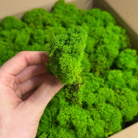 Chrobotek stabilizowany Norden jasnozielony.jpg