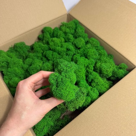 Chrobotek reniferowy stabilizowany Norden zielony.jpg