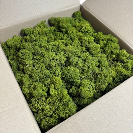 Chrobotek reniferowy stabilizowany Norden oliwkowa zieleń.jpg