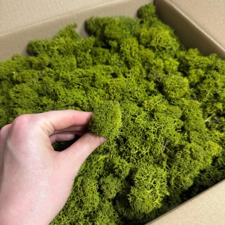 Chrobotek stabilizowany Norden oliwkowa zieleń.jpg