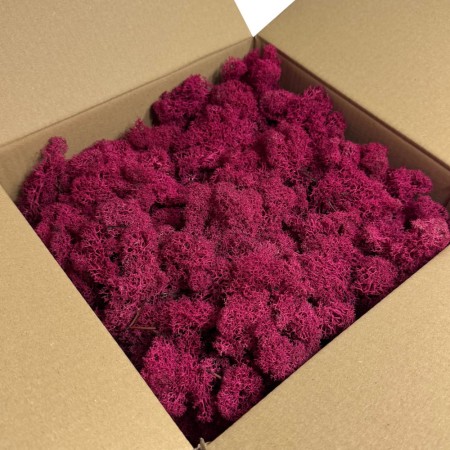 Chrobotek reniferowy stabilizowany Norden fuksja.jpg