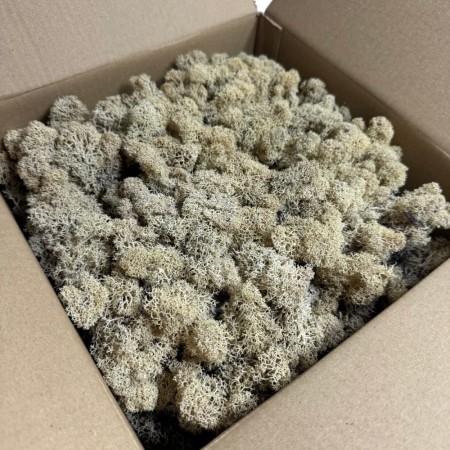 Chrobotek reniferowy stabilizowany Norden biały, naturalny.jpg