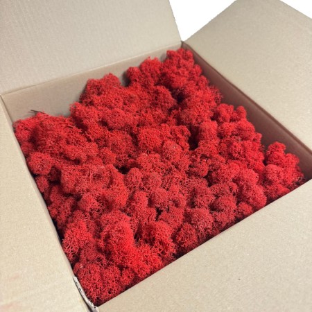 Chrobotek reniferowy stabilizowany Norden czerwony.jpg