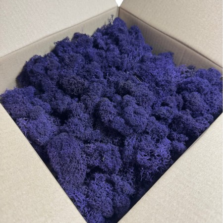 Chrobotek reniferowy stabilizowany Norden fioletowy.jpg