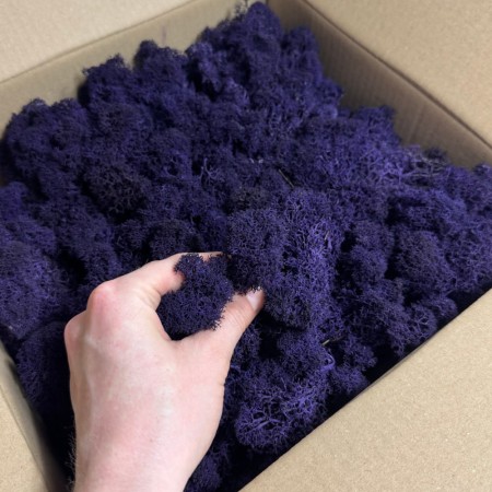 Chrobotek stabilizowany Norden fioletowy.jpg