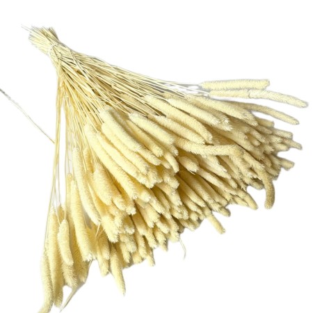 Tymotka bielona suszona.jpg