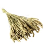 Tymotka (Phleum) suszona | naturalna | ok. 150 szt. | 60 cm