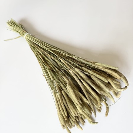 Tymotka suszona naturalna.jpg