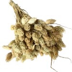 Kanar (Phalaris) suszony | naturalny | ok. 100 szt. | 60 cm