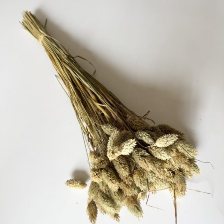 Kanar naturalny suszony bukiet.jpg