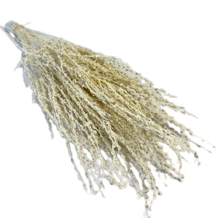 Lepidium bielone.jpg