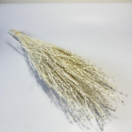 Lepidium suszone bielone.jpg